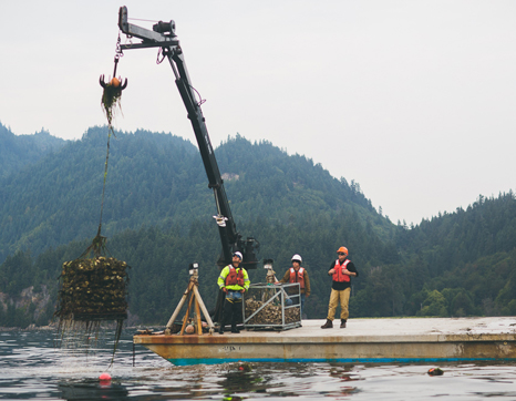 Taylor Shellfish Farm